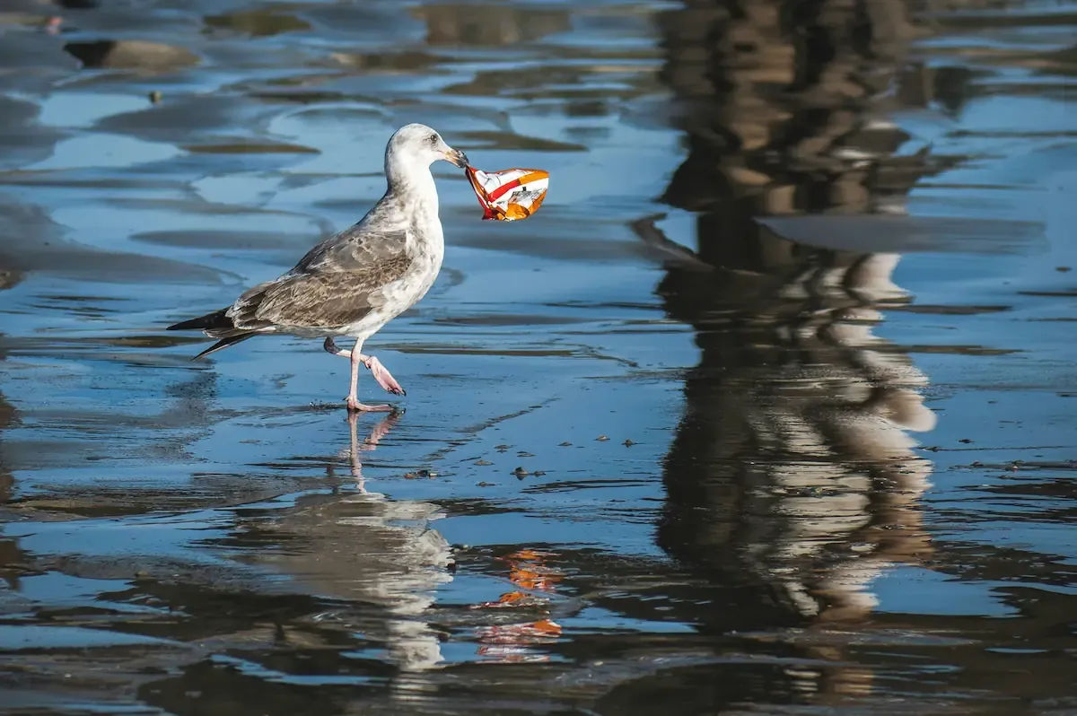 Photo of a seagull holding plastic waste in its beak